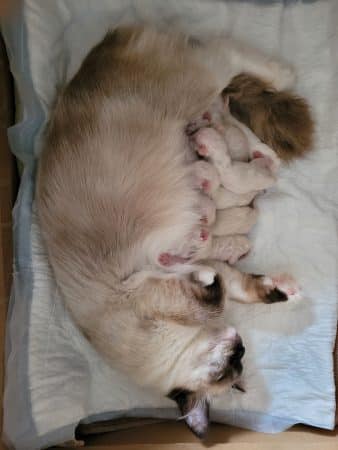 Image de la portée de chaton de l'élévage DE LA BLANCHE IROISE