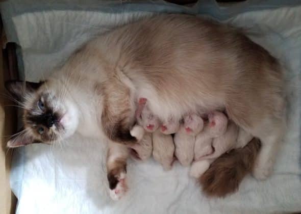 Image de la portée de chaton de l'élévage DE LA BLANCHE IROISE