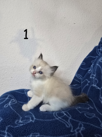 Image de la portée de chaton de l'élévage PETS GAMING