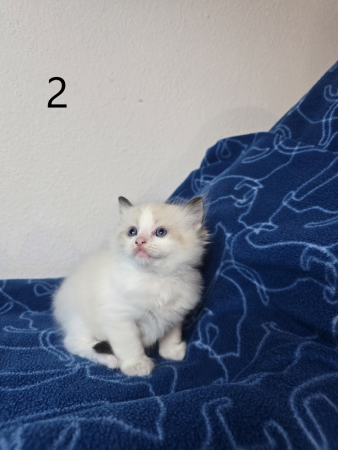 Image de la portée de chaton de l'élévage PETS GAMING