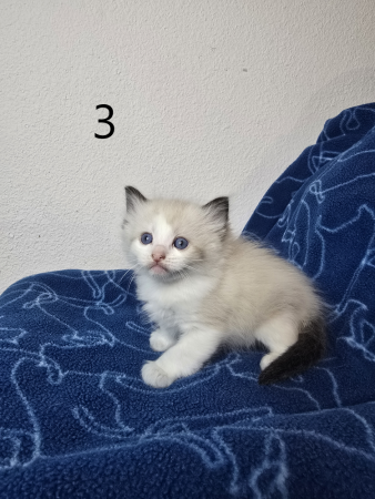 Image de la portée de chaton de l'élévage PETS GAMING