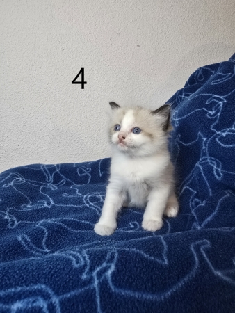 Image de la portée de chaton de l'élévage PETS GAMING