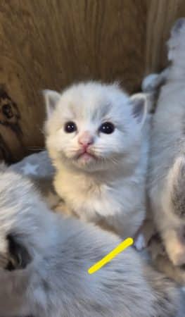 Image de la portée de chaton de l'élévage JULLIAN KAREN