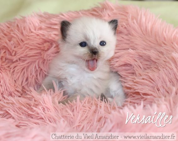 Image de la portée de chaton de l'élévage CHATTERIE DU VIEIL AMANDIER