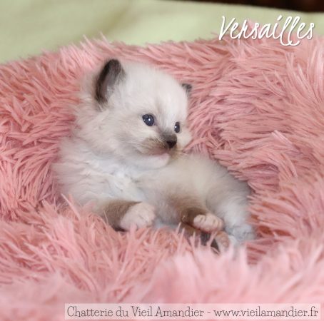 Image de la portée de chaton de l'élévage CHATTERIE DU VIEIL AMANDIER