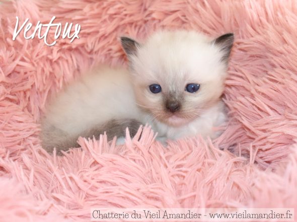 Image de la portée de chaton de l'élévage CHATTERIE DU VIEIL AMANDIER