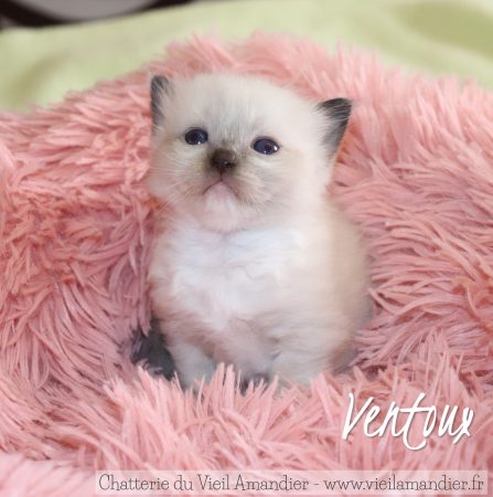 Image de la portée de chaton de l'élévage CHATTERIE DU VIEIL AMANDIER