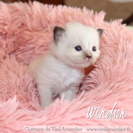 Image de la portée de chaton de l'élévage CHATTERIE DU VIEIL AMANDIER