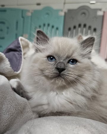 Image de la portée de chaton de l'élévage D’AXELLYNE