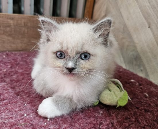 Image de la portée de chaton de l'élévage D’AXELLYNE