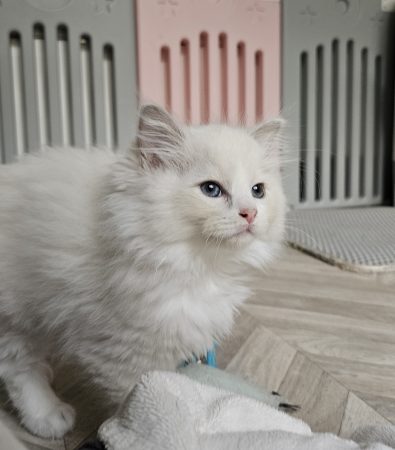 Image de la portée de chaton de l'élévage D’AXELLYNE