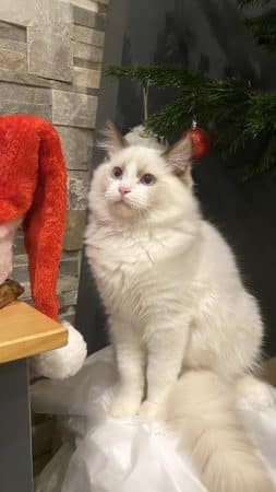 Image de la portée de chaton de l'élévage RAYNAUD CELINE