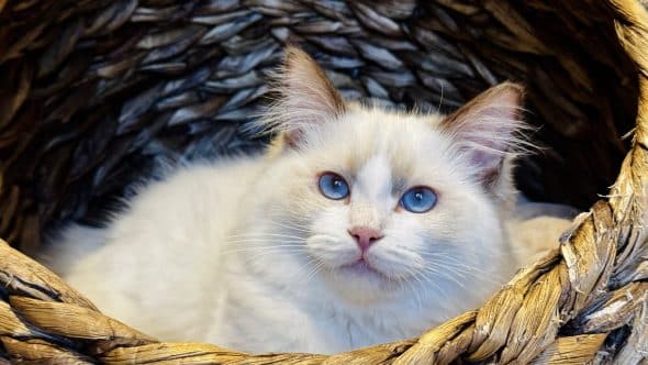 Image de la portée de chaton de l'élévage RAYNAUD CELINE