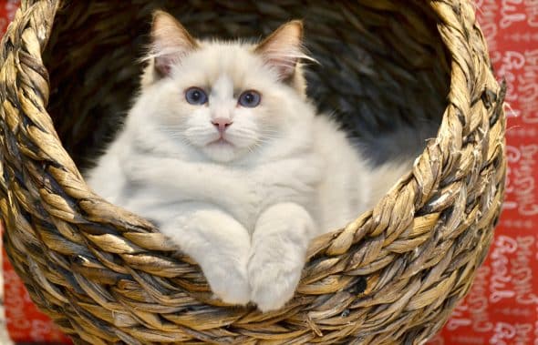 Image de la portée de chaton de l'élévage RAYNAUD CELINE