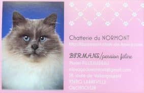 Chatons de race Sacré de Birmanie à vendre chez l'éleveur DU NORMONT