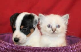 Chatons de race Sacré de Birmanie à vendre chez l'éleveur DU NORMONT