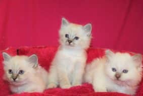 Chatons de race Sacré de Birmanie à vendre chez l'éleveur DU NORMONT