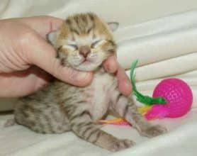 Chatons de race Savannah à vendre chez l'éleveur MAIN COON DE LA CROIX LORRAINE