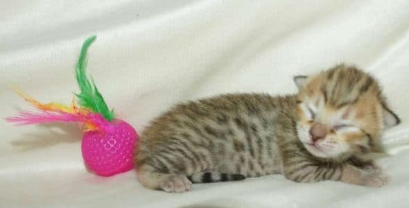 Image de la portée de chaton de l'élévage MAIN COON DE LA CROIX LORRAINE