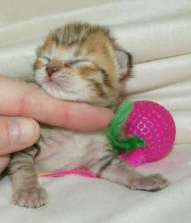 Image de la portée de chaton de l'élévage MAIN COON DE LA CROIX LORRAINE