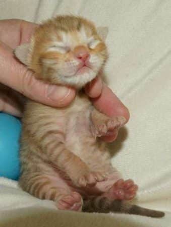 Image de la portée de chaton de l'élévage MAIN COON DE LA CROIX LORRAINE