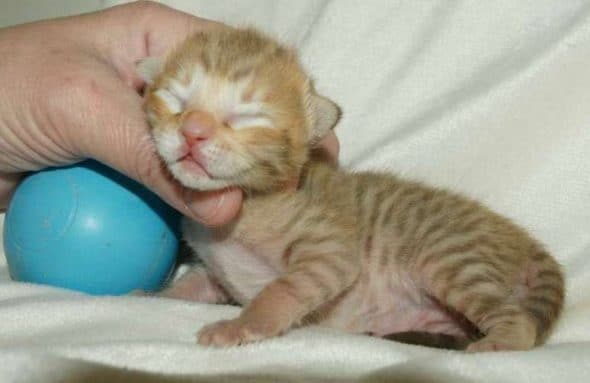 Image de la portée de chaton de l'élévage MAIN COON DE LA CROIX LORRAINE