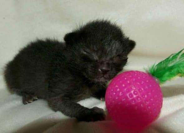 Image de la portée de chaton de l'élévage MAIN COON DE LA CROIX LORRAINE