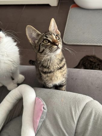 Image de la portée de chaton de l'élévage MME FROGE CINDY