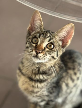 Image de la portée de chaton de l'élévage MME FROGE CINDY