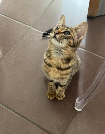 Image de la portée de chaton de l'élévage MME FROGE CINDY