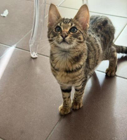 Image de la portée de chaton de l'élévage MME FROGE CINDY