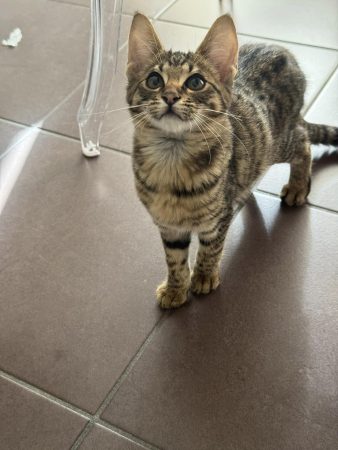 Image de la portée de chaton de l'élévage MME FROGE CINDY