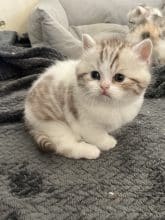 Chatons d'apparence Scottish fold à poil long à vendre chez l'éleveur SNOWY BLEU EYES