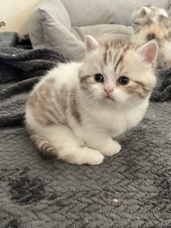 Image de la portée de chaton de l'élévage SNOWY BLEU EYES