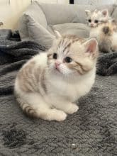 Chatons d'apparence Scottish fold à poil long à vendre chez l'éleveur SNOWY BLEU EYES