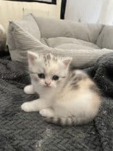 Chatons d'apparence Scottish fold à poil long à vendre chez l'éleveur SNOWY BLEU EYES