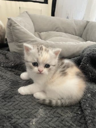 Image de la portée de chaton de l'élévage SNOWY BLEU EYES