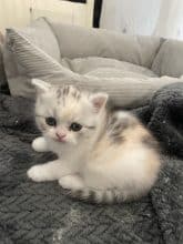 Chatons d'apparence Scottish fold à poil long à vendre chez l'éleveur SNOWY BLEU EYES