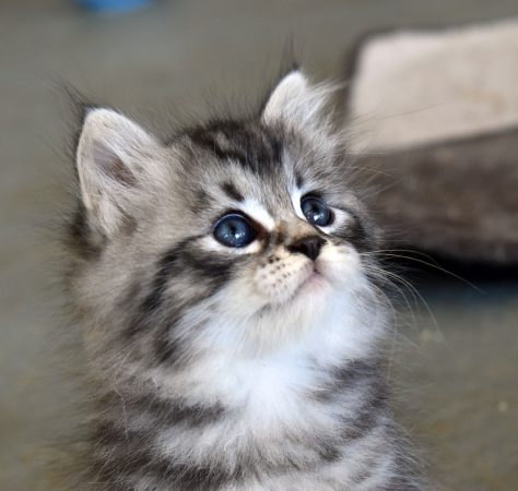 Image de la portée de chaton de l'élévage L ENVOL