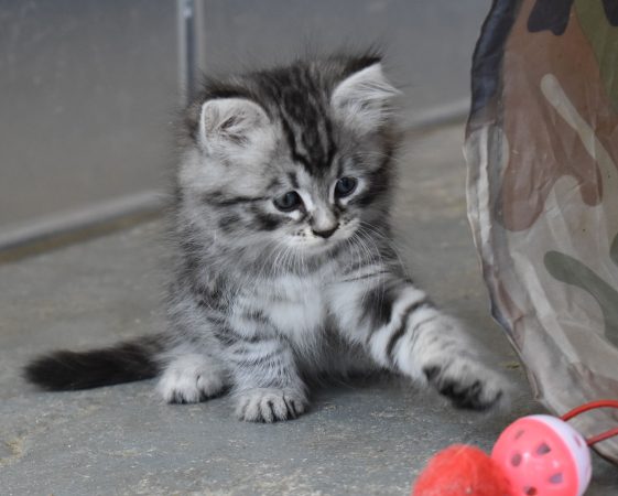 Image de la portée de chaton de l'élévage L ENVOL