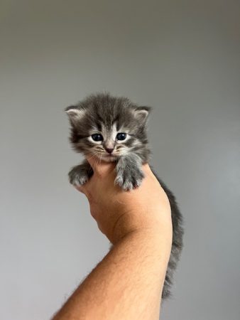 Image de la portée de chaton de l'élévage SIBIRSKIY SLED