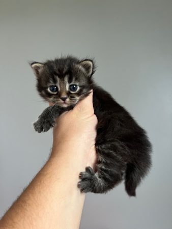 Image de la portée de chaton de l'élévage SIBIRSKIY SLED