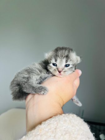 Image de la portée de chaton de l'élévage SIBIRSKIY SLED