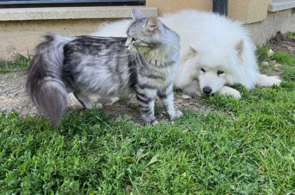 Image de la portée de chaton de l'élévage SIBIRSKIY SLED