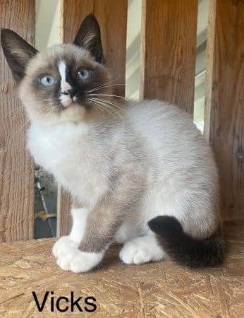 Image de la portée de chaton de l'élévage DE LANN GLAS