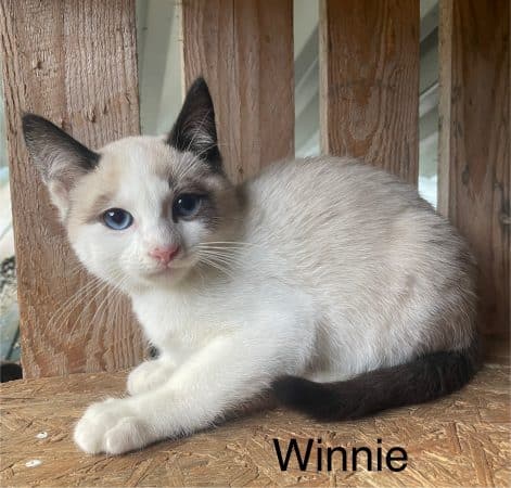 Image de la portée de chaton de l'élévage DE LANN GLAS