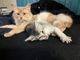 Chatons de race Somali à vendre chez l'éleveur MANCEAU ESTELLE