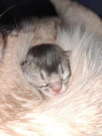 Image de la portée de chaton de l'élévage MANCEAU ESTELLE