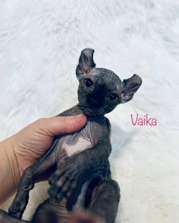 Image de la portée de chaton de l'élévage AMORE DI SPHYNX