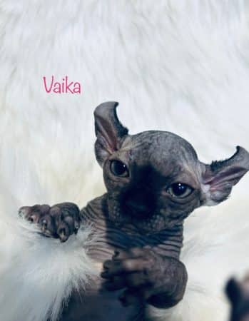 Image de la portée de chaton de l'élévage AMORE DI SPHYNX